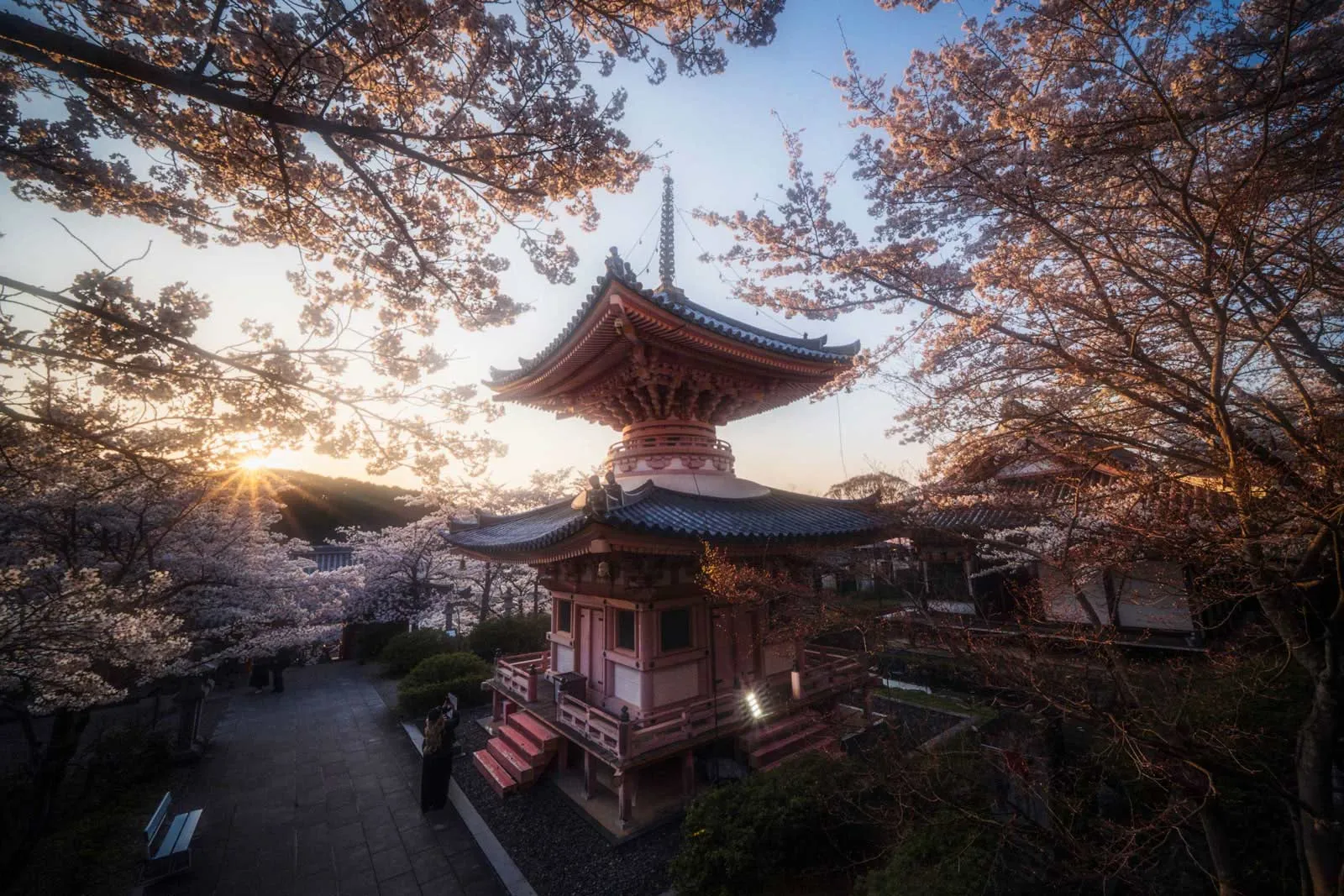 Cherry blossoms in Japan during sakura season
